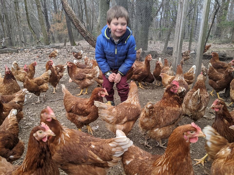 boy with chickens